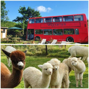 Double Decker Bus on an Alpaca farm sleeps 8, 5 mins drive to Dartmoor